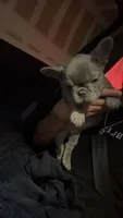 Silver Surfer the lilac frenchy puppy, a male French Bulldog for sale in Phoenix, AZ – Photo 7 of 10