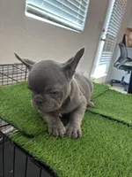 Silver Surfer, a male French Bulldog for sale in Phoenix, AZ – Photo 9 of 9