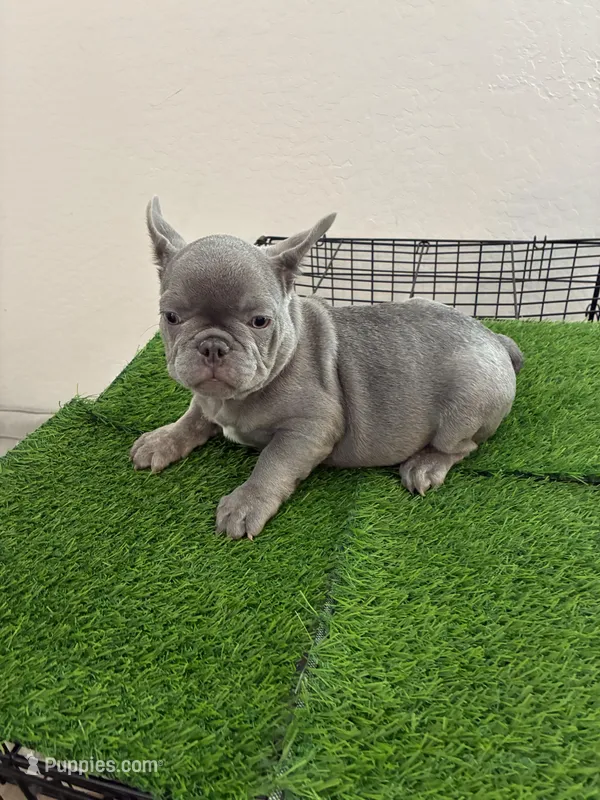 Silver Surfer – French Bulldog puppy for sale in Phoenix, AZ