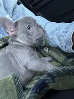 Silver Surfer, a male French Bulldog for sale in Phoenix, AZ – Photo 6 of 9