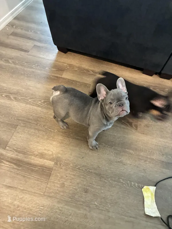 Silver Surfer the lilac frenchy puppy – French Bulldog puppy for sale in Phoenix, AZ