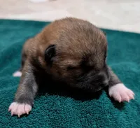 Copper, a male Shiba Inu for sale in Myrtle, MO – Photo 3 of 7