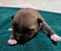 Copper, a male Shiba Inu for sale in Myrtle, MO – Photo 2 of 7