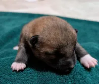Copper, a male Shiba Inu for sale in Myrtle, MO – Photo 6 of 7