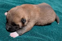 Copper, a male Shiba Inu for sale in Myrtle, MO – Photo 5 of 7