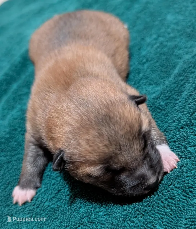 Copper – Shiba Inu puppy for sale in Myrtle, MO
