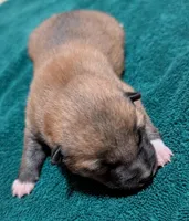 Copper, a male Shiba Inu for sale in Myrtle, MO – Photo 1 of 7