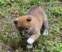 Copper, a male Shiba Inu for sale in Myrtle, MO – 5 of 6