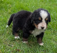 Caiden, a male Bernese Mountain Dog for sale in Myrtle, MO – 2 of 8
