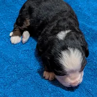 Barrett, a male Bernese Mountain Dog for sale in Myrtle, MO – Photo 2 of 4