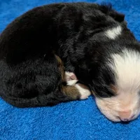 Barrett, a male Bernese Mountain Dog for sale in Myrtle, MO – Photo 4 of 4