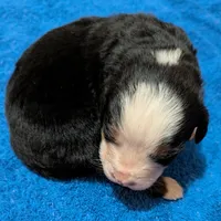 Barrett, a male Bernese Mountain Dog for sale in Myrtle, MO – Photo 1 of 4