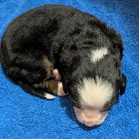 Barrett, a male Bernese Mountain Dog for sale in Myrtle, MO – Photo 3 of 4