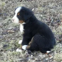 Eden, a female Bernese Mountain Dog for sale in Myrtle, MO – Photo 2 of 3