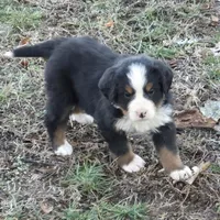 Eden, a female Bernese Mountain Dog for sale in Myrtle, MO – Photo 3 of 3
