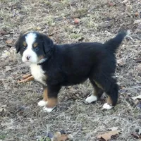 Eden, a female Bernese Mountain Dog for sale in Myrtle, MO – Photo 1 of 3