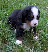 Chandler, a male Bernese Mountain Dog for sale in Myrtle, MO – 6 of 10