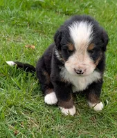 Carlos, a male Bernese Mountain Dog for sale in Myrtle, MO – 1 of 6