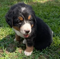 Connie, a female Bernese Mountain Dog for sale in Myrtle, MO – 3 of 3