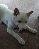 Cody, a male Shiba Inu for sale in Myrtle, MO – 4 of 6