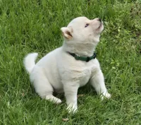 Clyde, a male Shiba Inu for sale in Myrtle, MO – 6 of 6