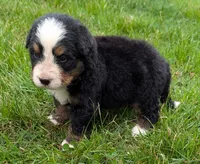 Caiden, a male Bernese Mountain Dog for sale in Myrtle, MO – 8 of 8