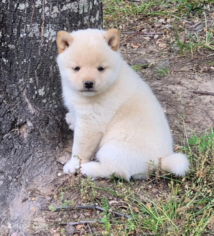 Charlie – Shiba Inu puppy for sale in Myrtle, MO