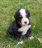 Corey, a male Bernese Mountain Dog for sale in Myrtle, MO – 2 of 10