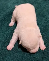 Cody, a male Shiba Inu for sale in Myrtle, MO – Photo 2 of 5