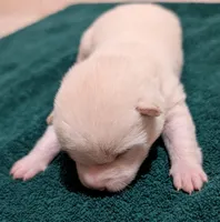 Cody, a male Shiba Inu for sale in Myrtle, MO – Photo 5 of 5