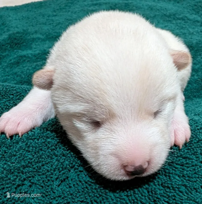 Cody – Shiba Inu puppy for sale in Myrtle, MO