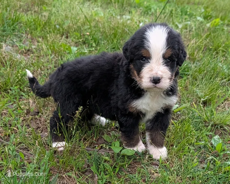 Corey – Bernese Mountain Dog puppy for sale in Myrtle, MO