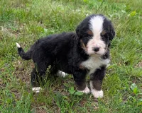 Corey, a male Bernese Mountain Dog for sale in Myrtle, MO – 1 of 10