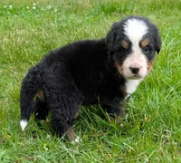 Caiden, a male Bernese Mountain Dog for sale in Myrtle, MO – 4 of 8