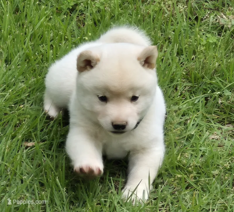 Clyde – Shiba Inu puppy for sale in Myrtle, MO