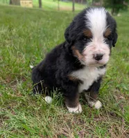 Corey, a male Bernese Mountain Dog for sale in Myrtle, MO – 10 of 10