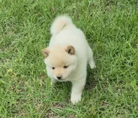 Charlie, a male Shiba Inu for sale in Myrtle, MO – 2 of 6