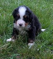 Chandler, a male Bernese Mountain Dog for sale in Myrtle, MO – 5 of 10
