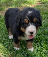 Connie, a female Bernese Mountain Dog for sale in Myrtle, MO – 2 of 3