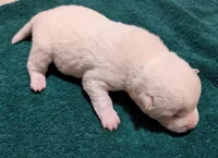 Clyde, a male Shiba Inu for sale in Myrtle, MO – Photo 2 of 5