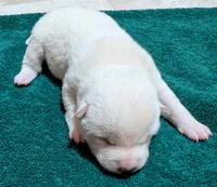 Clyde, a male Shiba Inu for sale in Myrtle, MO – Photo 4 of 5