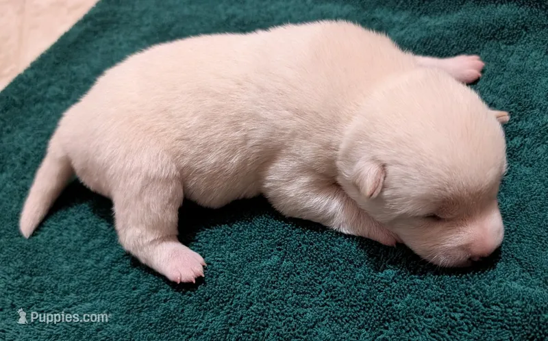 Clyde – Shiba Inu puppy for sale in Myrtle, MO