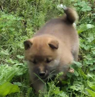 Copper, a male Shiba Inu for sale in Myrtle, MO – 3 of 6
