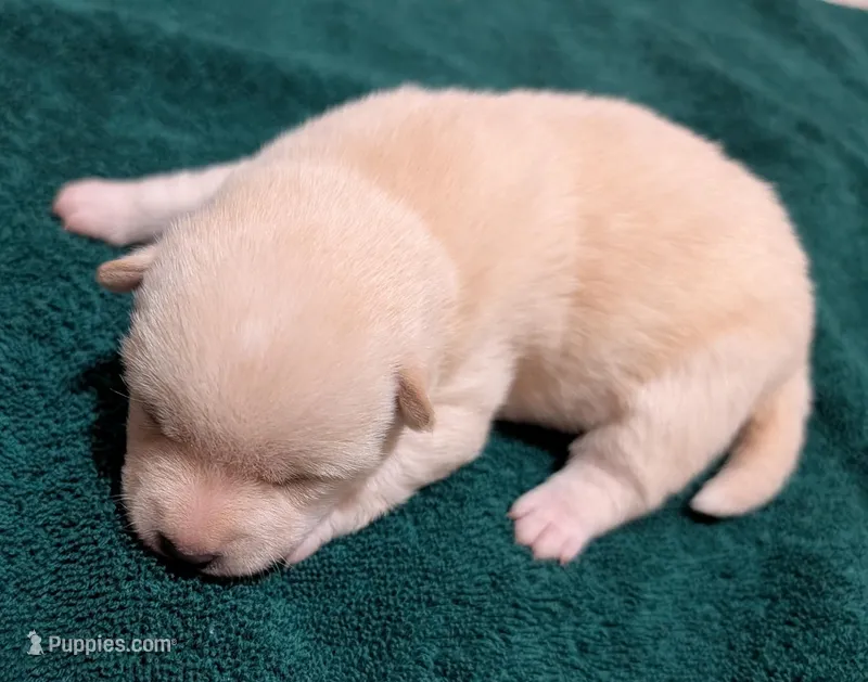 Charlie – Shiba Inu puppy for sale in Myrtle, MO