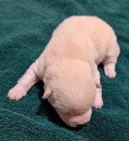 Charlie, a male Shiba Inu for sale in Myrtle, MO – Photo 4 of 4