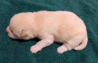 Charlie, a male Shiba Inu for sale in Myrtle, MO – Photo 3 of 4