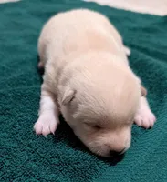 Charlie, a male Shiba Inu for sale in Myrtle, MO – Photo 2 of 4