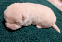 Cooper, a male Shiba Inu for sale in Myrtle, MO – Photo 2 of 4