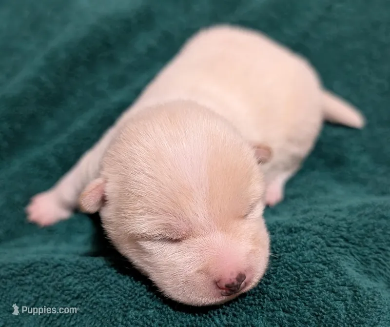 Cooper – Shiba Inu puppy for sale in Myrtle, MO