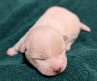 Cooper, a male Shiba Inu for sale in Myrtle, MO – Photo 1 of 4